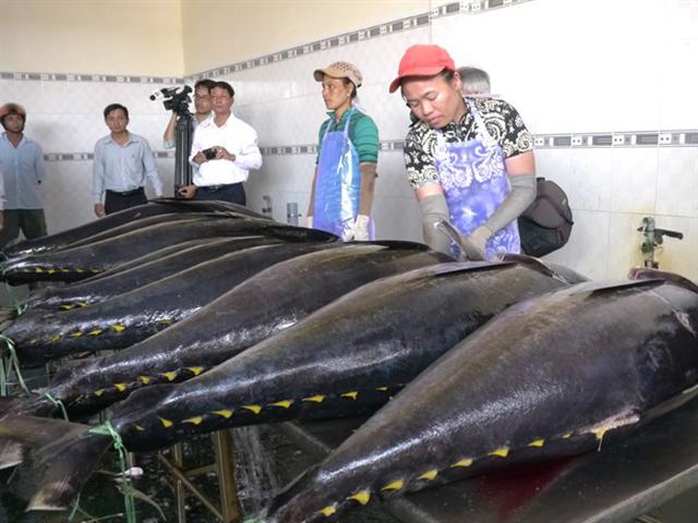 EVFTA生效後越南龍蝦出口至歐盟關稅為0